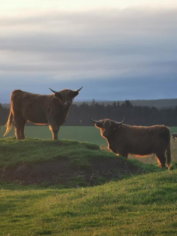 Hillhaven Bed &Breakfast Bed and Breakfast Fortrose Exteriör bild